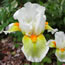 Iris pumila Lumalite